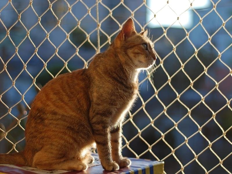 Instalação de tela protetora em Bento Gonçalves