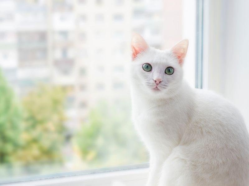 Proteja animais com rede residencial em Centenário, Caxias do Sul