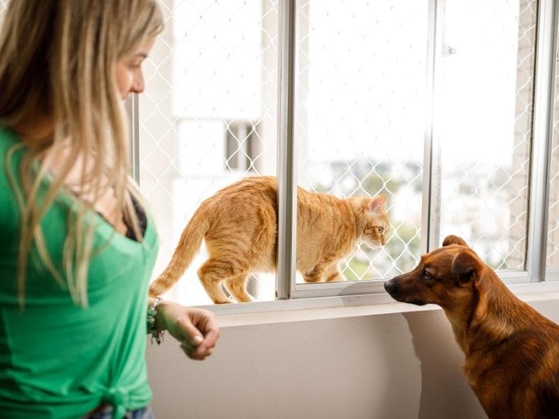 Garanta a segurança de animais com rede protetora em Floresta, Caxias do Sul
